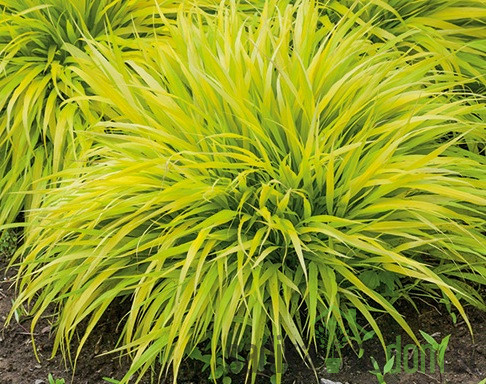 Okrasna japonska trava (hakonechloa macra)