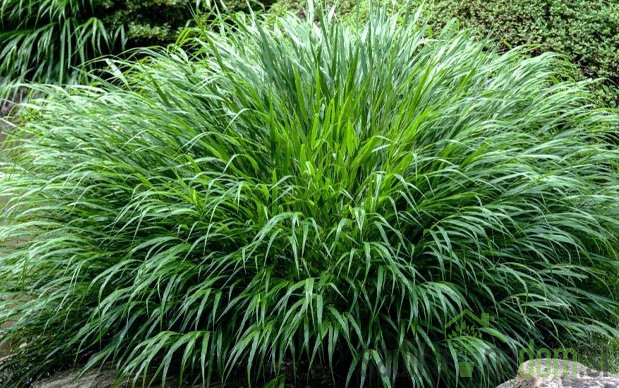 Okrasna japonska trava Greenhills (hakonechloa macra)
