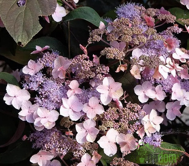 Hortenzija Hot Chocolate (Hydrangea Aspera)