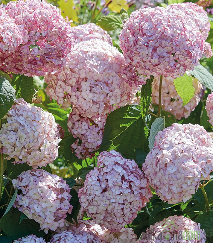 Hortenzija Candybelle Bubblegum (Hydrangea arborescens)