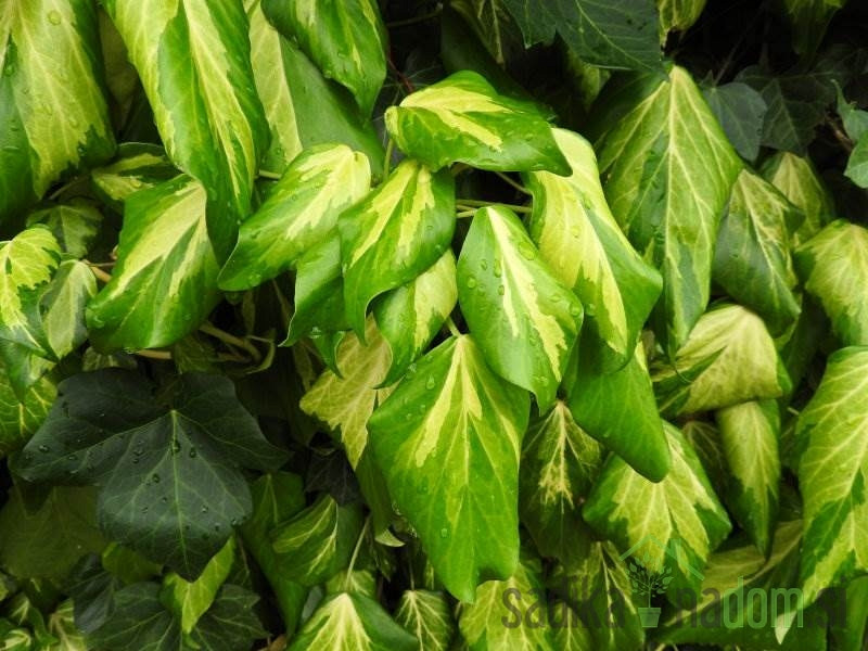 Veliki pisani bršljan Sulphur Heart (Hedera Colchica)