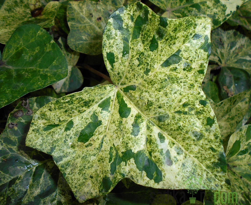 Navadni bršljan Profesor Seneta (Hedera Helix)