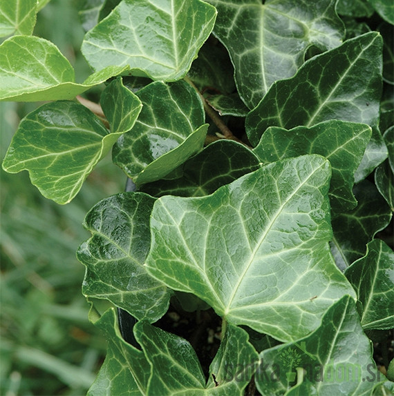 Navadni bršljan Thorndale (Hedera Helix)