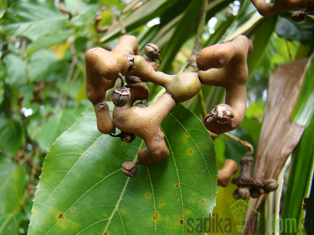 Hovenia dulcis - japonsko rozinovo drevo