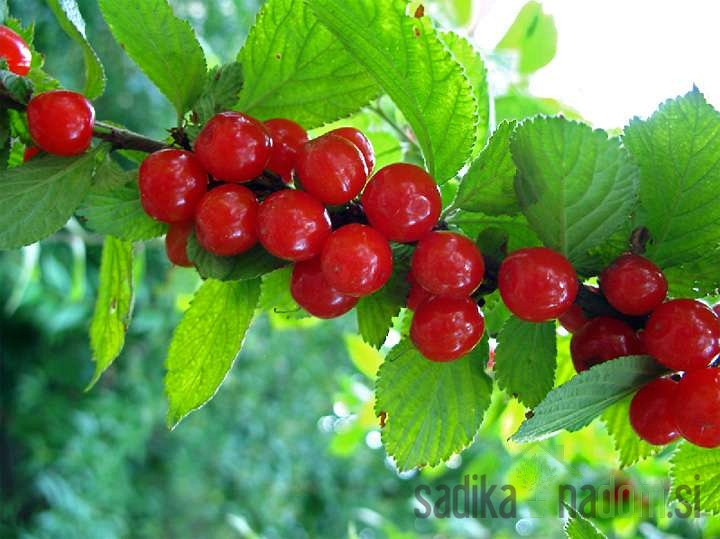 Korejska / Mongolska češnja rdeča