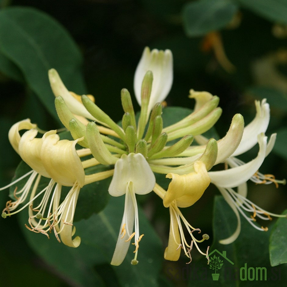 Gozdno Kosteničevje Graham Thomas (Lonicera periclymenum)