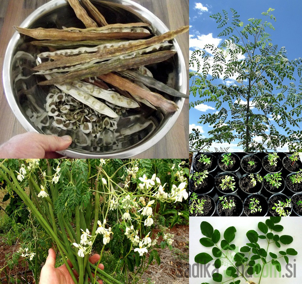 Moringa