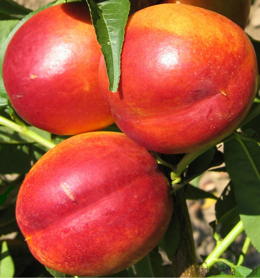 Nektarina Flavour top