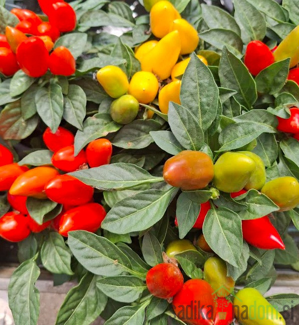 Okrasna paprika (capsicum annuum)