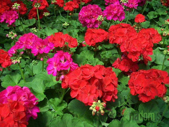 Pelargonija (Pelargonium sp.) - pokončna