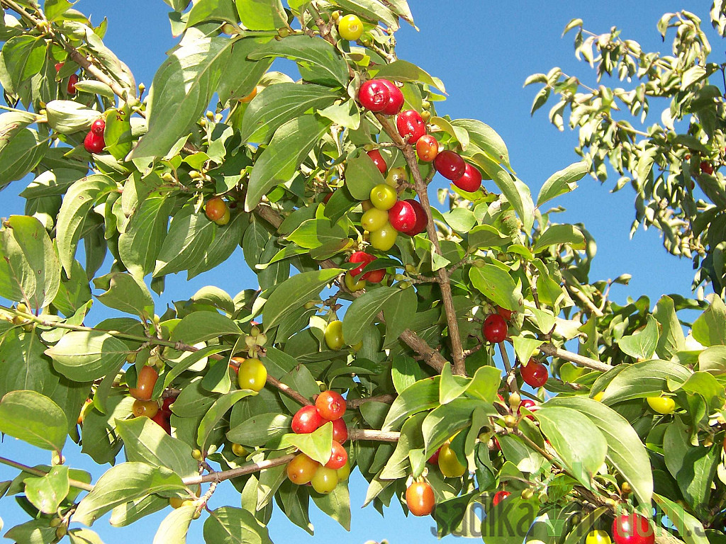 Rumeni dren - Cornus mas