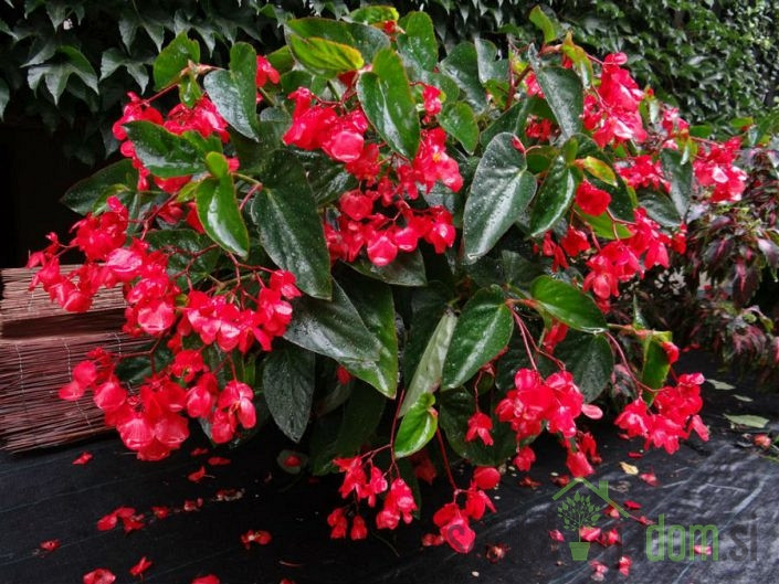 Zmajeva krila (Begonia hyb.)