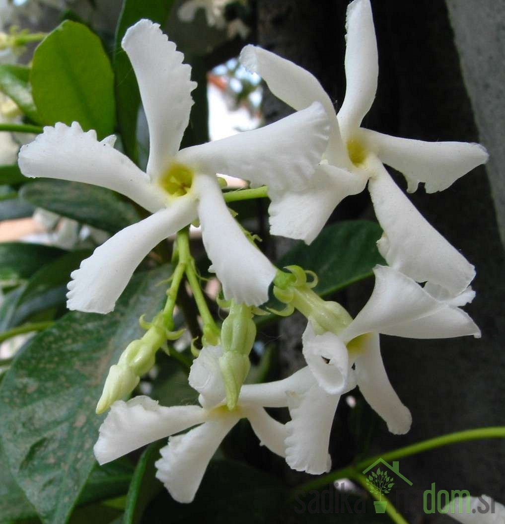 Zvezdasti jasmin (Rhyncospermum Jasminoides)