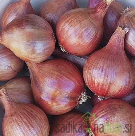 Šalotka Conservor- rdeča francoska