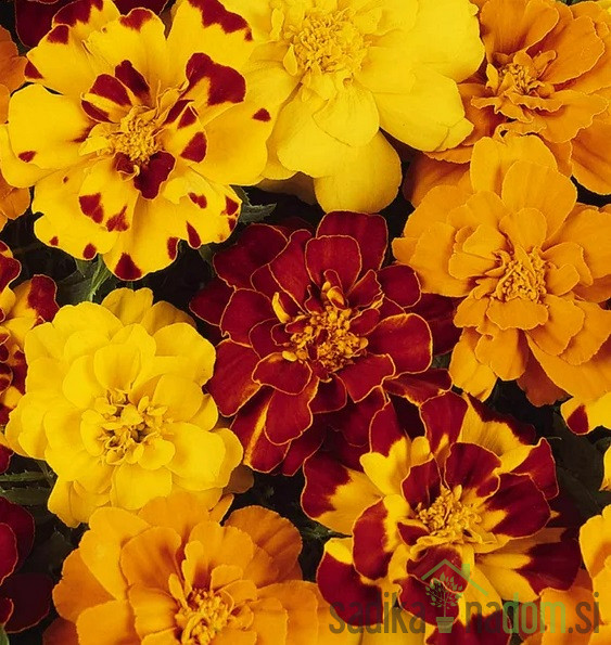 Žametnica (tagetes patula)