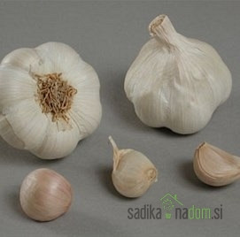 Čebulček Česen Messidrome