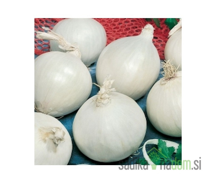 Čebula bela Hielo - VELIKANKA