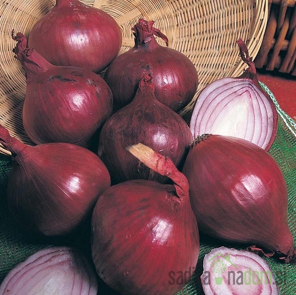 Semenski čebulček Red Baron