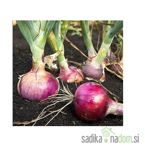 Čebula rdeča / Red Bull - VELIKANKA