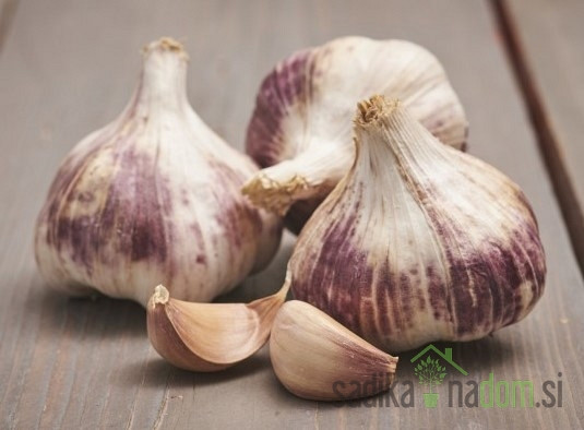 Čebulček Česen Germidour