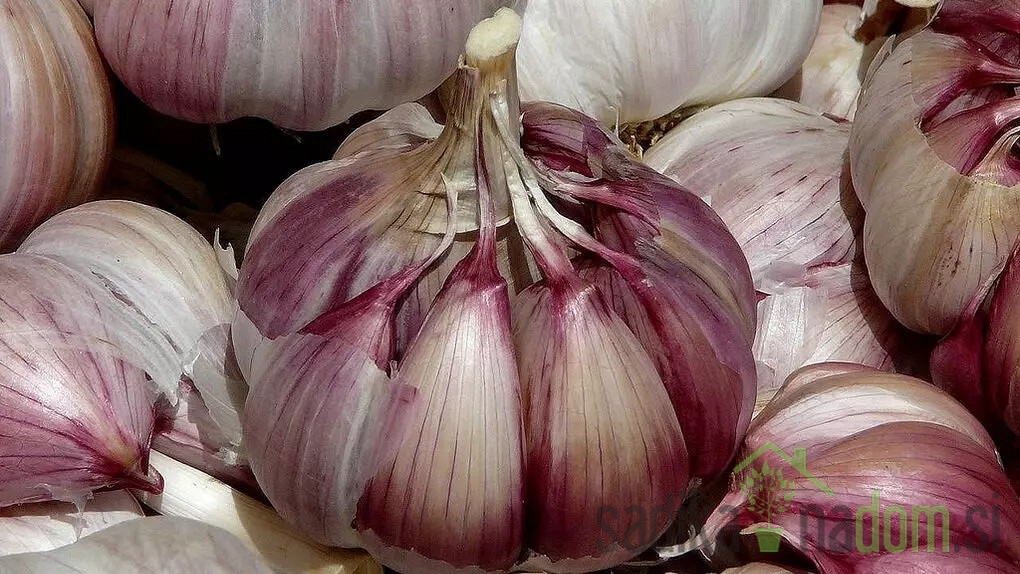 Čebulček Česen Morado de Cuenca