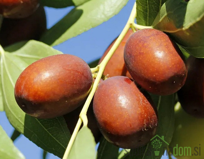 Žižula Li Frutto Grande - DEBELOPLODNA