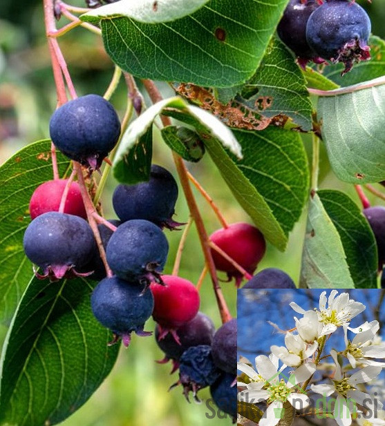 Šmarna hrušica Lamarckii