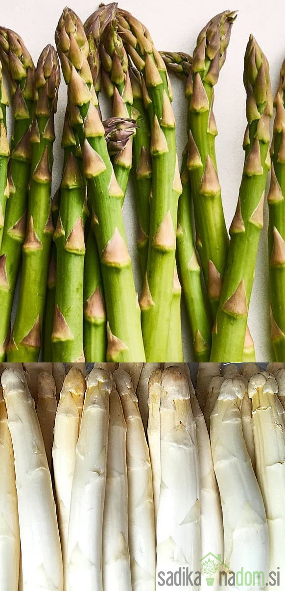 Špargelj Gijnlim - že roden (CENA ZA 10 KOM)