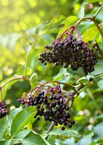 Bezeg Črni Sampo (Sambucus)