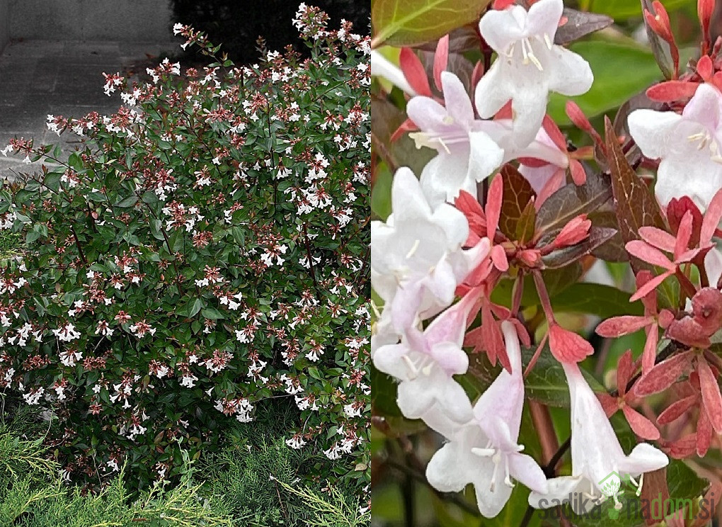 Abelia grandiflora 