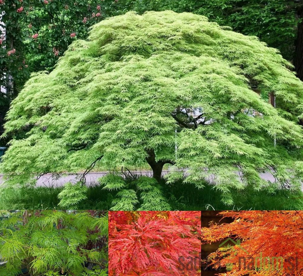 Acer palmatum Emerald Lace - Pahljačasti javor