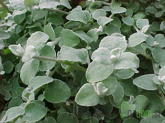 Afriški smilj (Helichrysum petiolare)