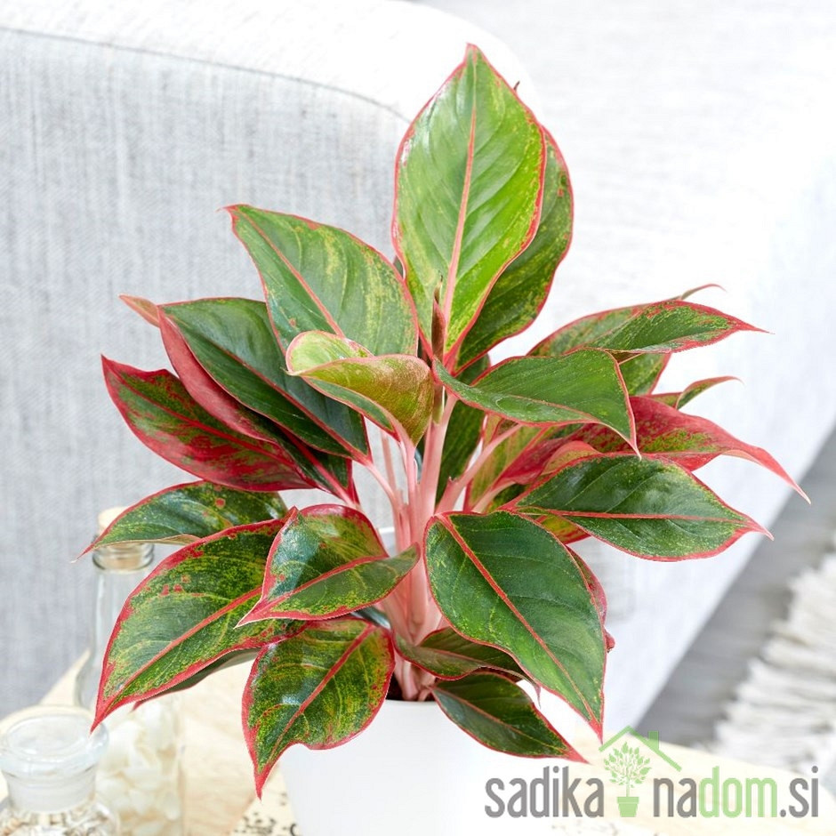 Betičnik - Aglaonema Kreta