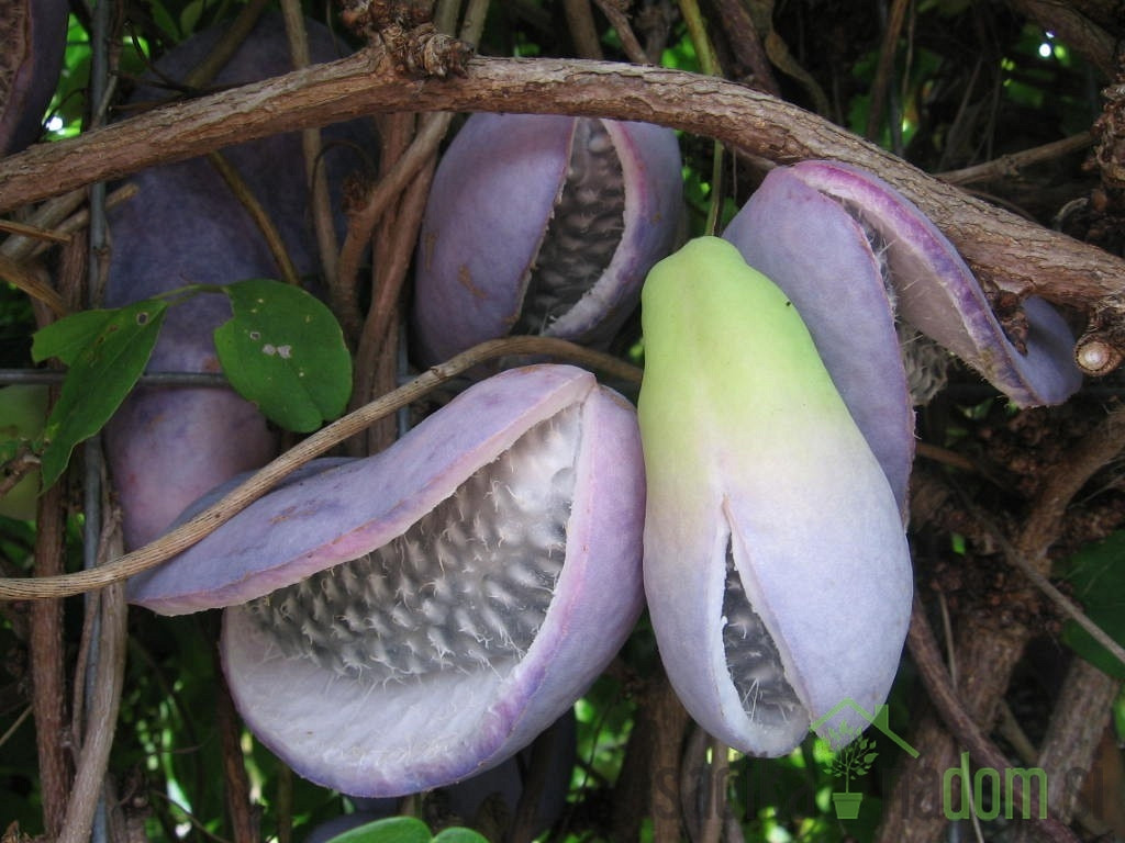 Akebija / Akebia Quinata Variegata