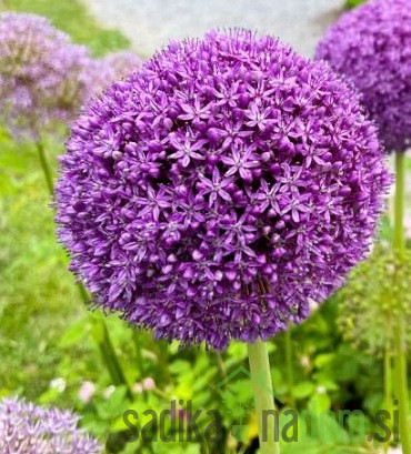 Okrasna čebula Allium Gladiator