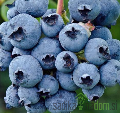 Ameriška borovnica Herbert