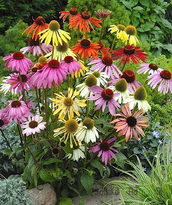 Ameriški slamnik (echinacea purpurea)