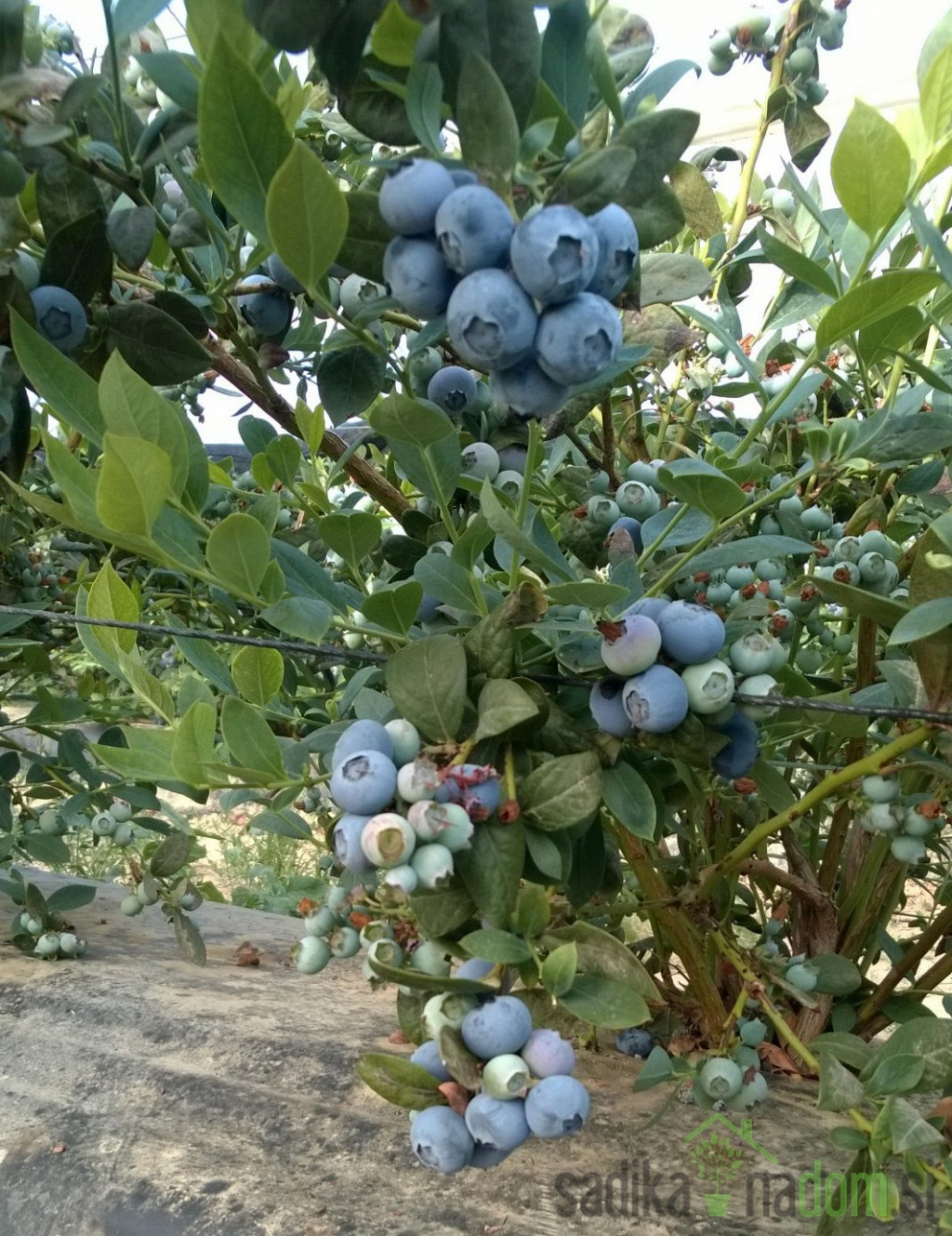 Ameriška borovnica Alix Blue