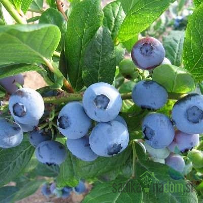Ameriška borovnica Denise blue