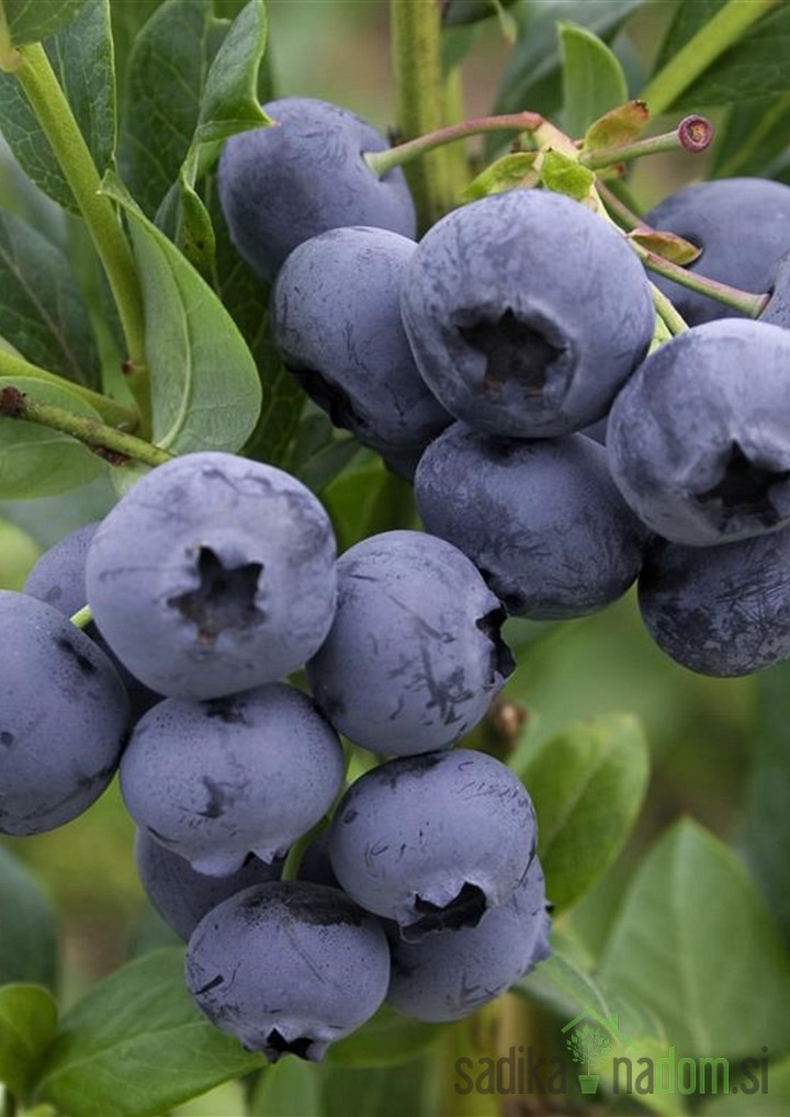 Ameriška borovnica Hortblue petite - 2X RODNA