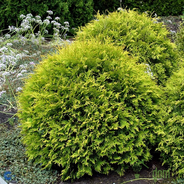 Ameriški klek Golden Globe (Thuja Occidentalis)