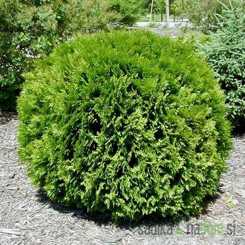 Ameriški klek Little Giant (Thuja Occidentalis)