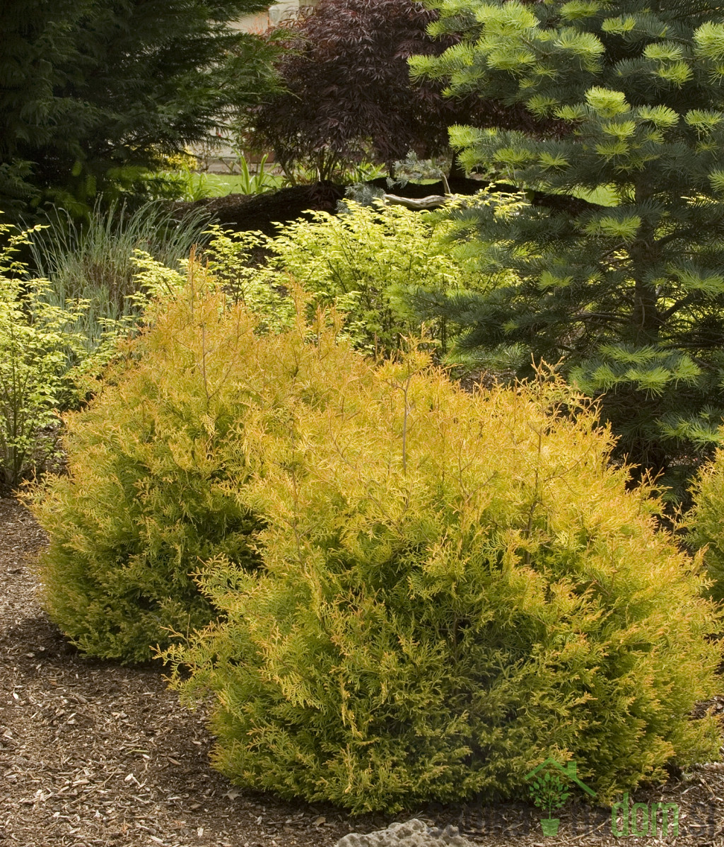 Ameriški klek Rheingold (Thuja Occidentalis)