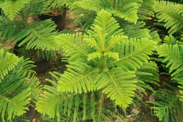 Sobna smreka (Araucaria heterophylla)