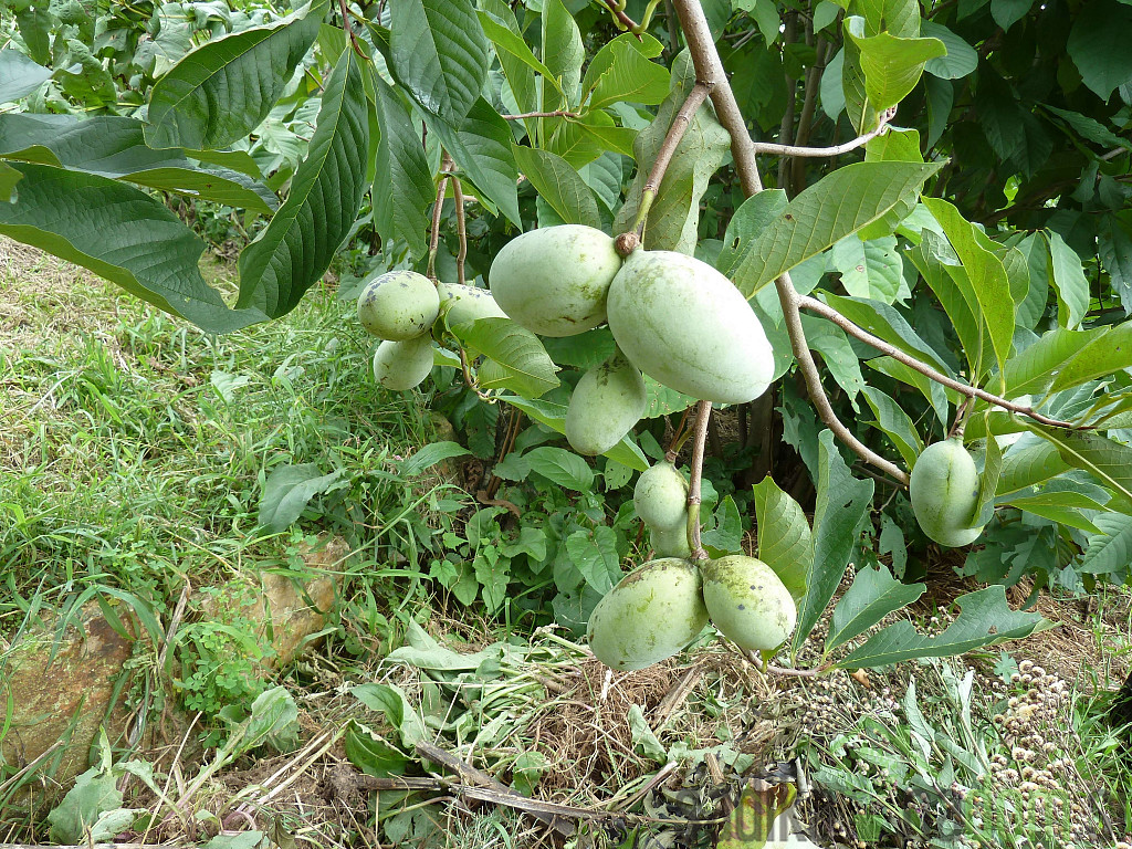 Asimina Overleese