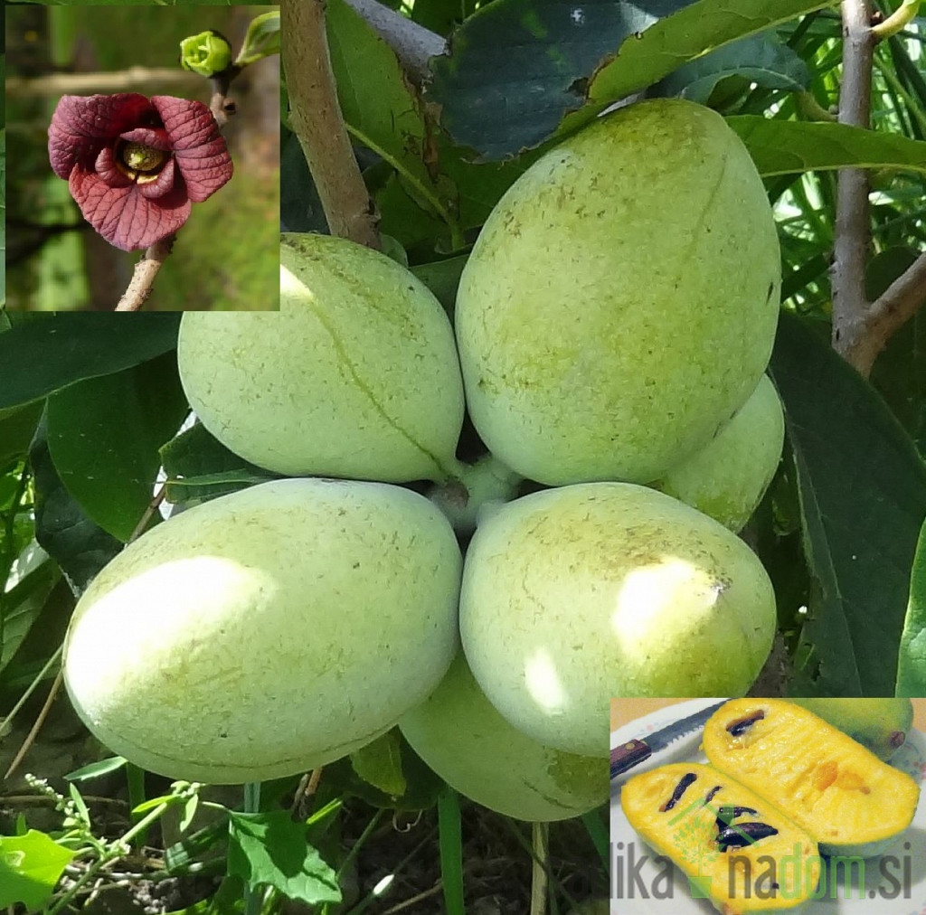Asimina Prolific 