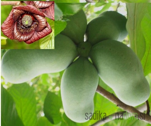 Asimina Rebecca`s gold - SAMOOPLODNA