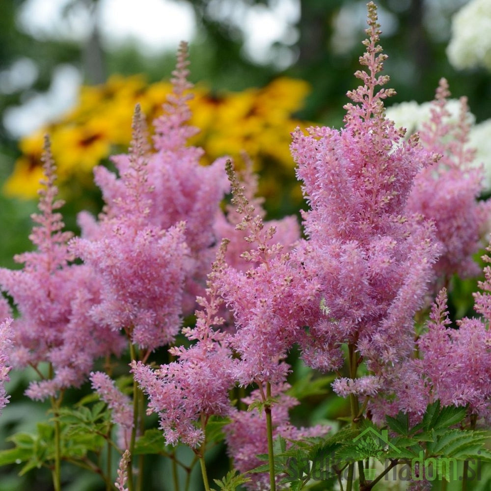 Vrtna kresnica ( Astilbe chinensis) Pumila