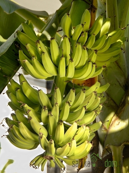 Banana zimotrdna Tropicana