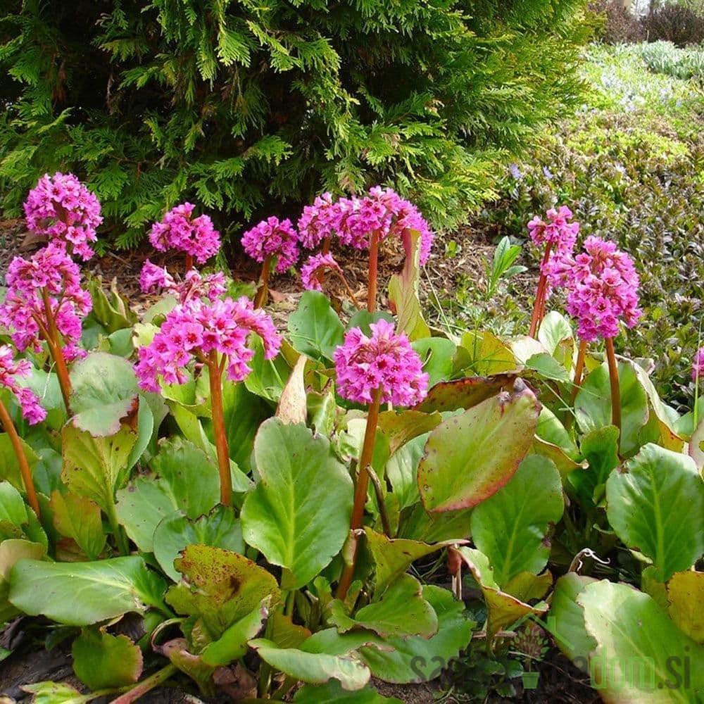 Bergenija (Bergenia cordifolia)